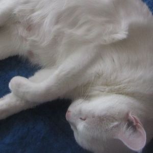 Meet your Posher, Josie